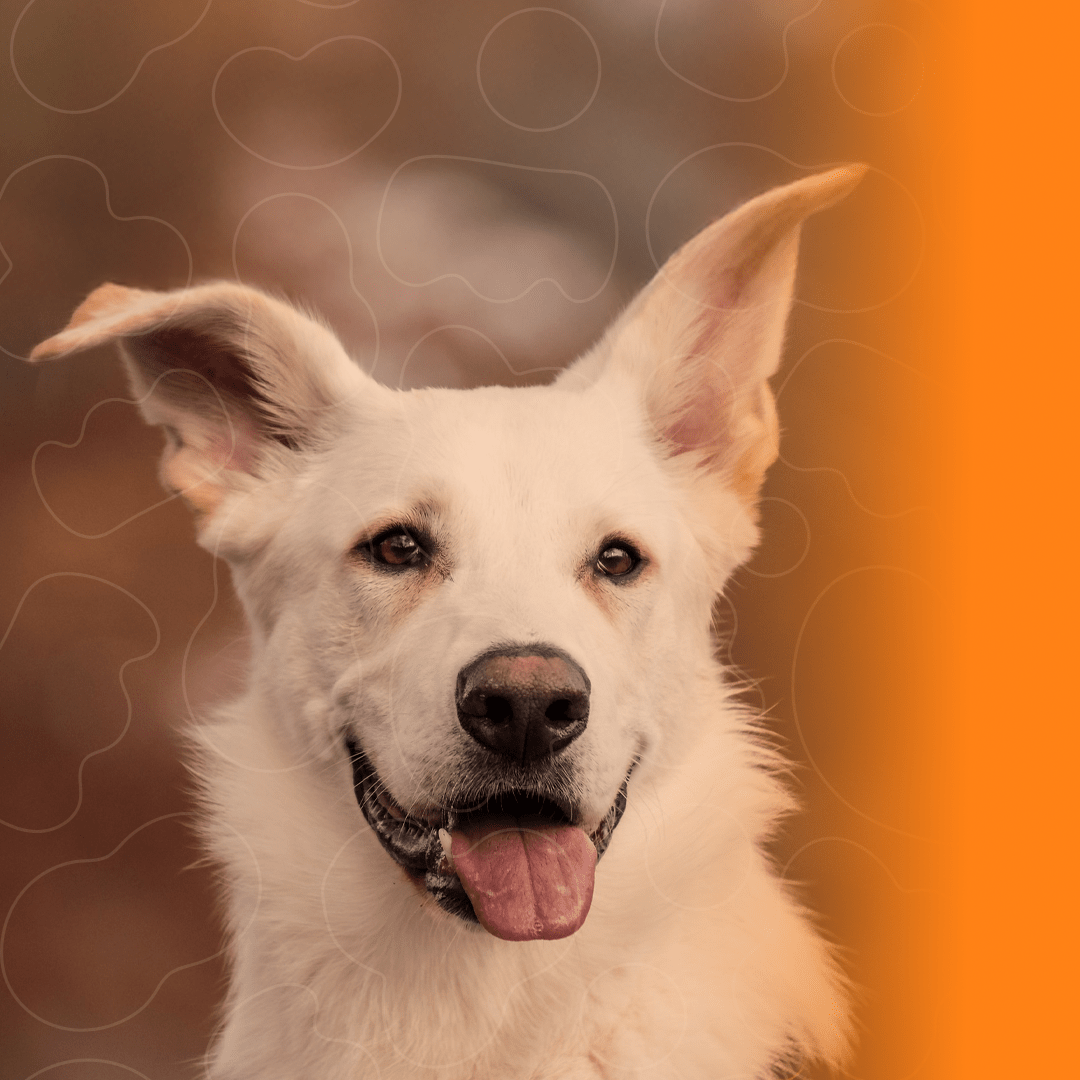 Cão com pelagem brilhante e saudável