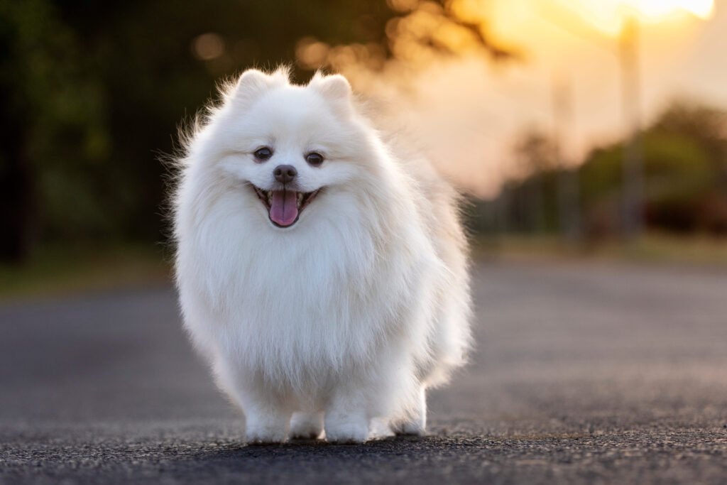 Spitz Alemão branco