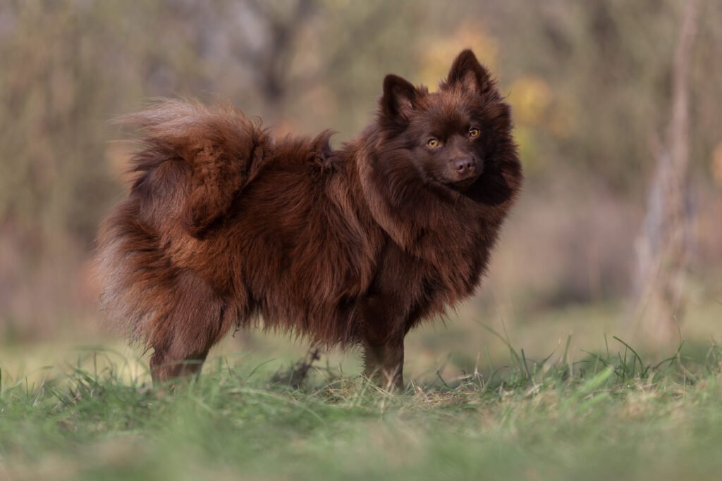 Spitz Alemão marrom