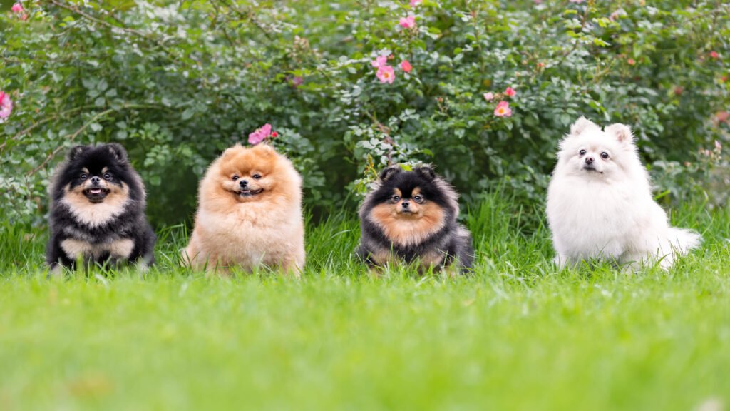 Variações de Spitz Alemão