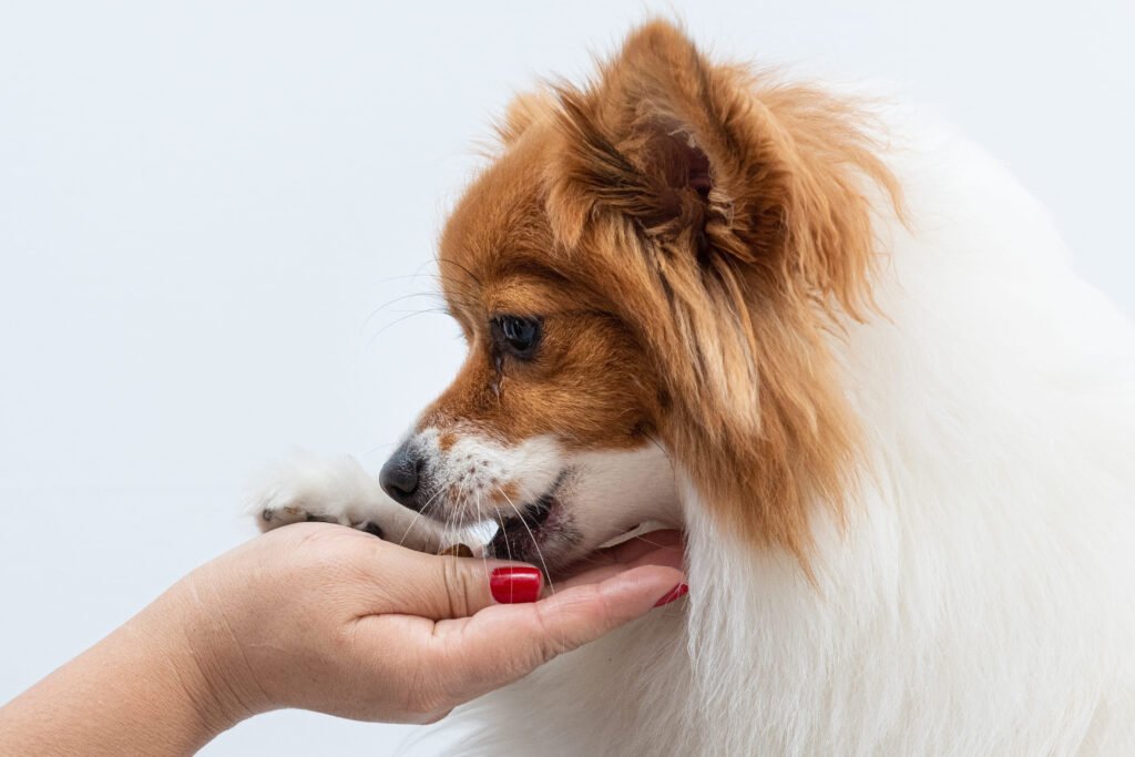Spitz Alemão lambendo mão de humano