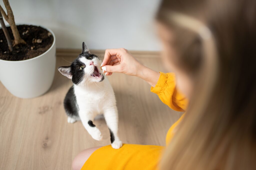 Tutora ensinando gato dando comida