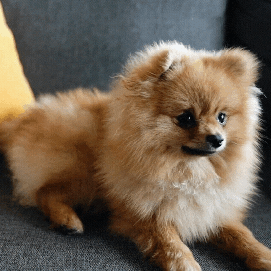 cachorro não quer comer