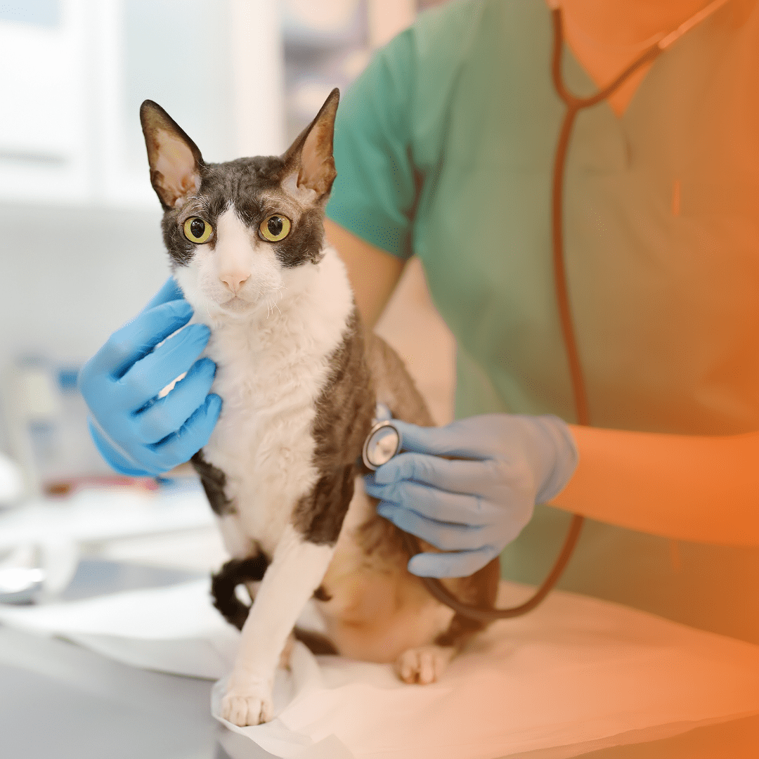vacinas para gatos