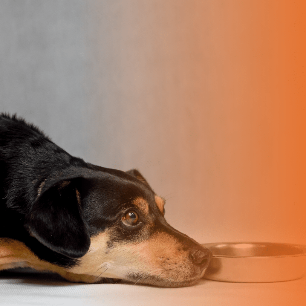 cachorro não quer comer