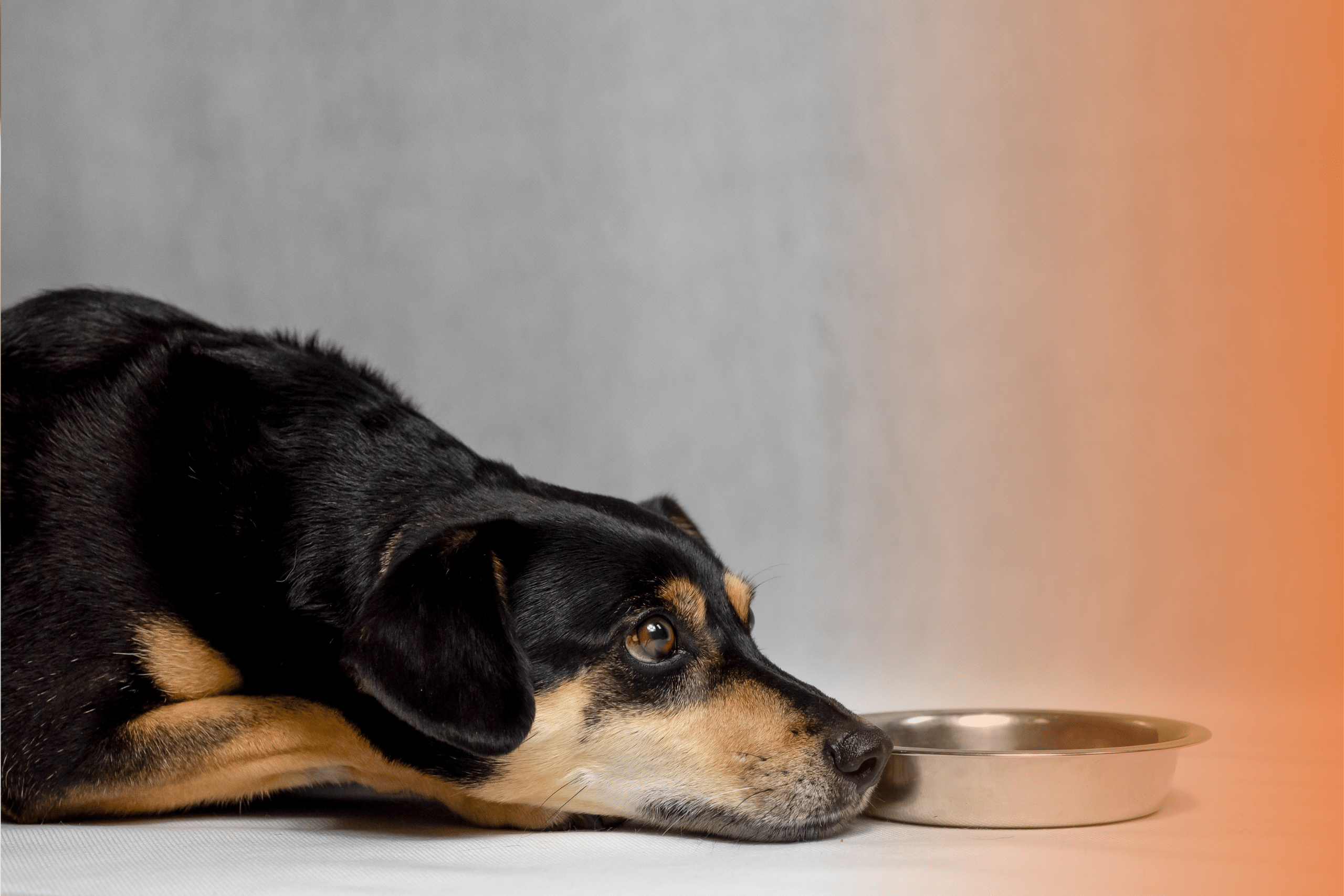 cachorro não quer comer