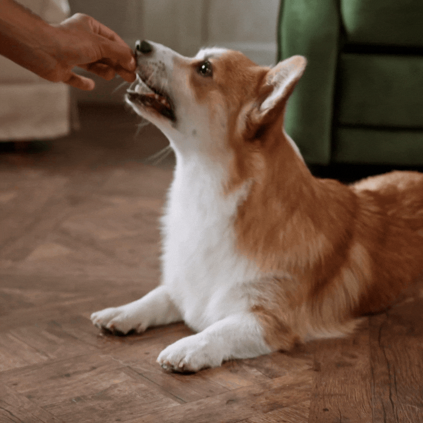 vermífugo para cães