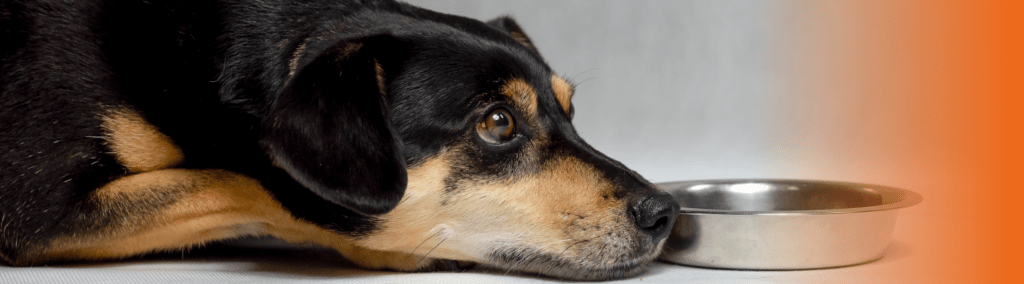 cachorro não quer comer