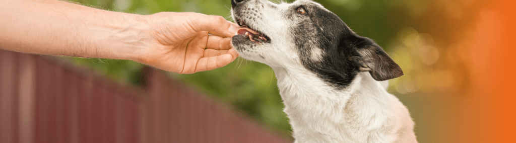 vermífugo para cães