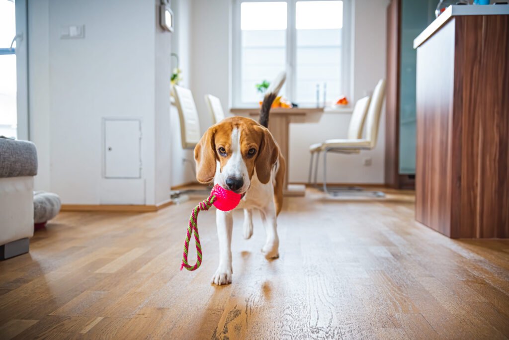 Beagle segurando bolinha para brincar