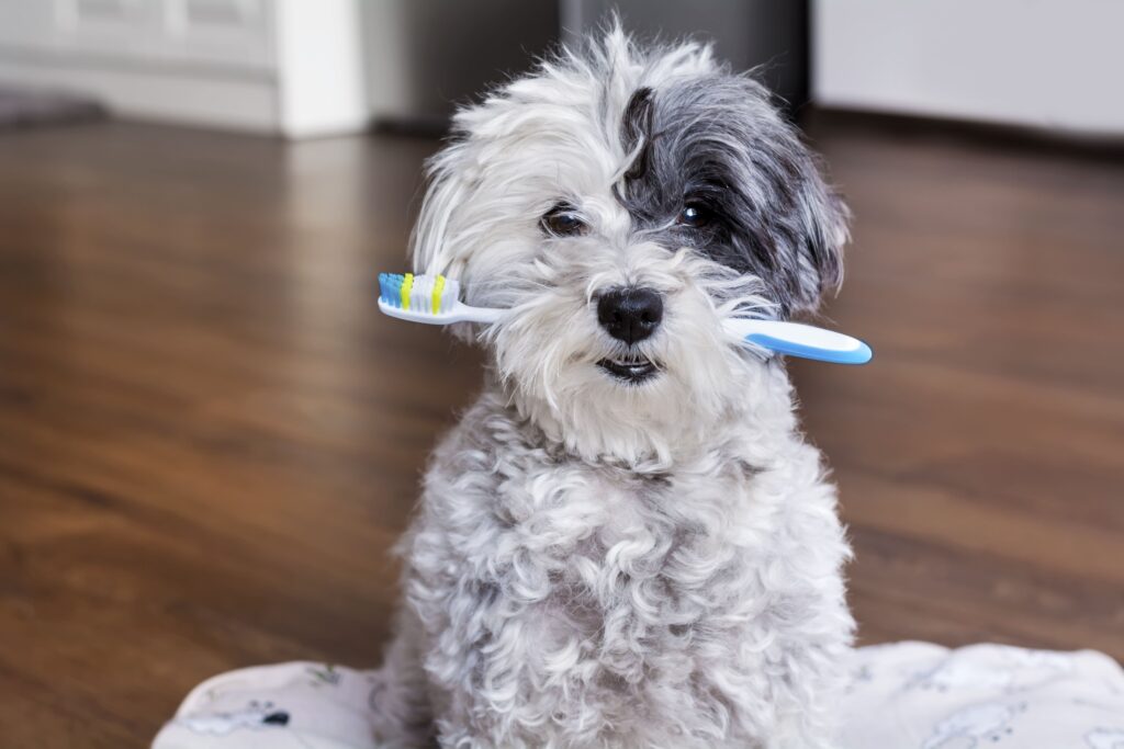 Cão segurando com a boca uma escova de dentes