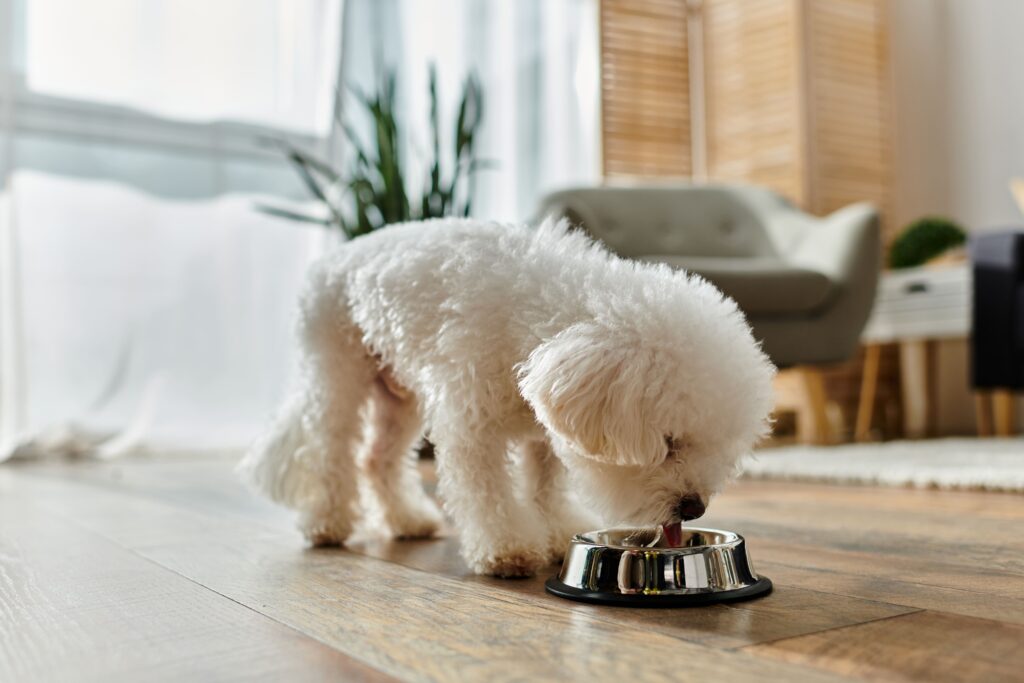 Poodle comendo ração em comedouro de alumínio dentro de casa
