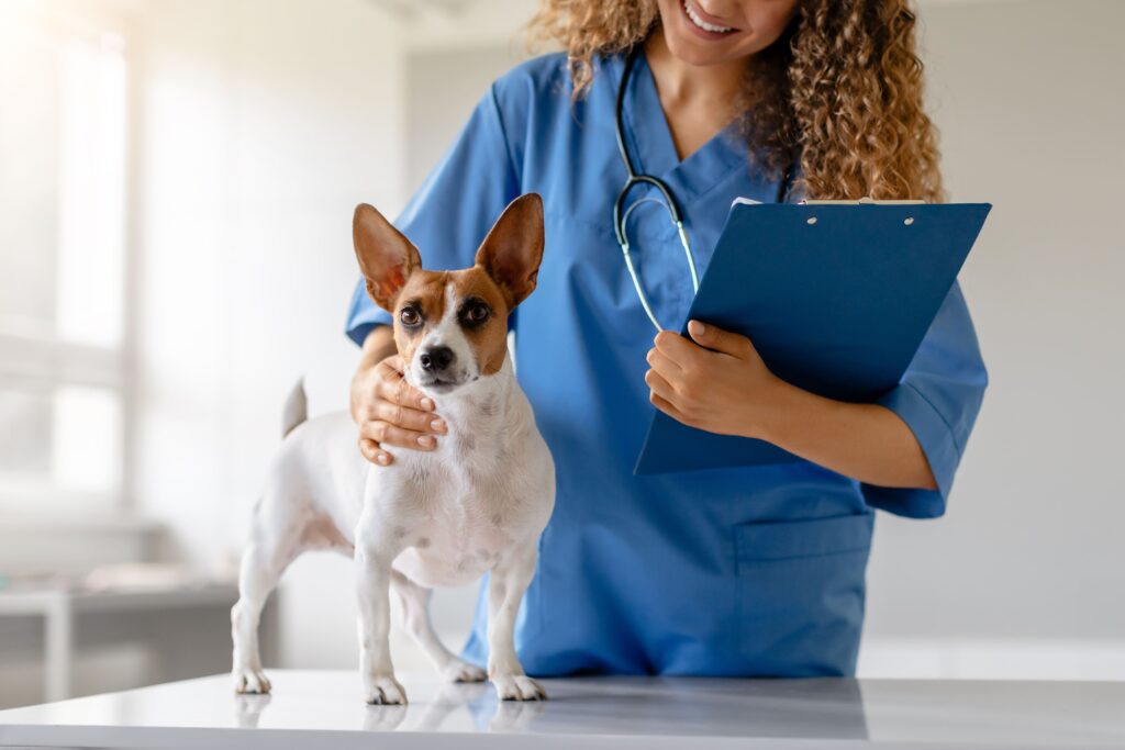 Cão na mesa de exame da médica-veterinária