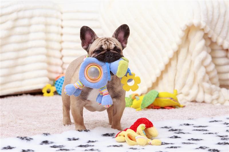 Cão segurando brinquedo na boca
