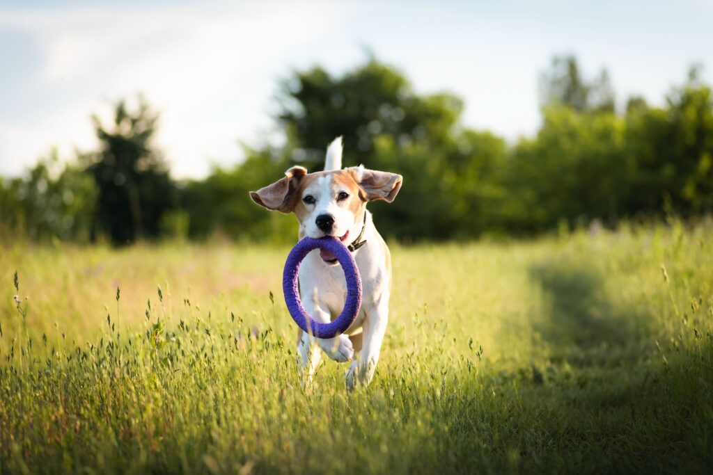 Cão segurando frisbee na boca