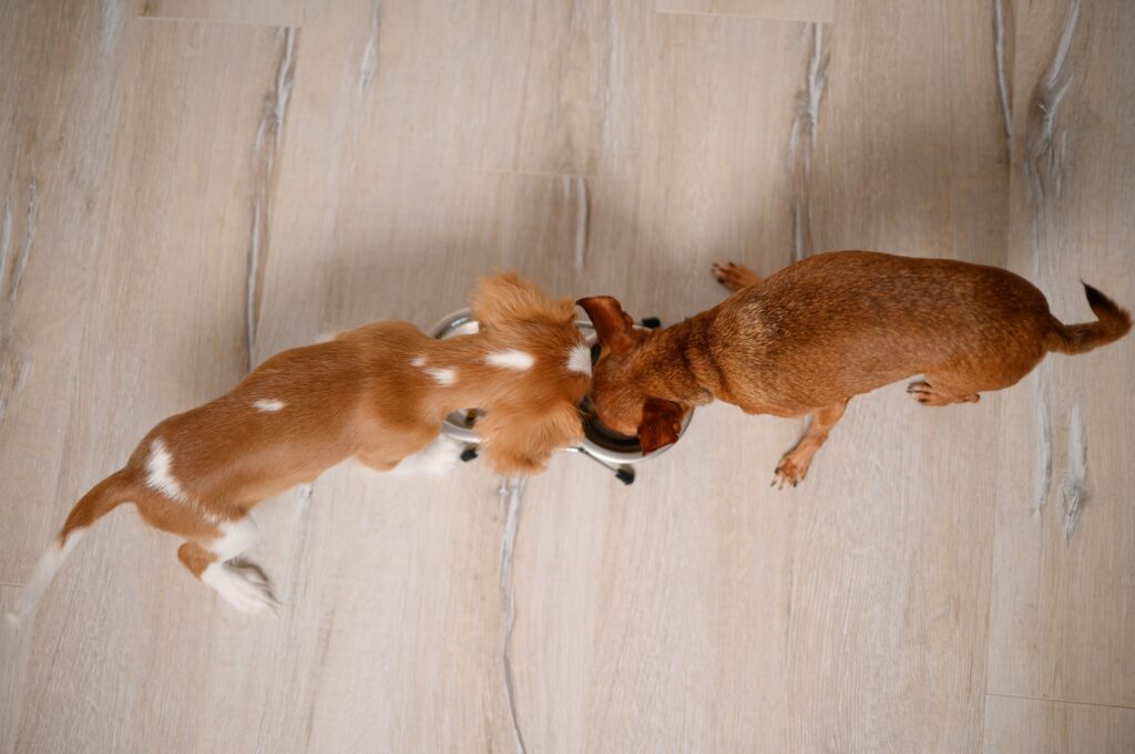 Dois cães comendo ração no mesmo comedouro