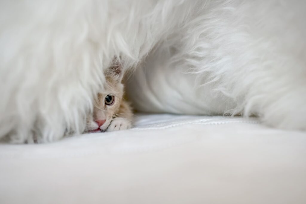Gato assustado e com medo