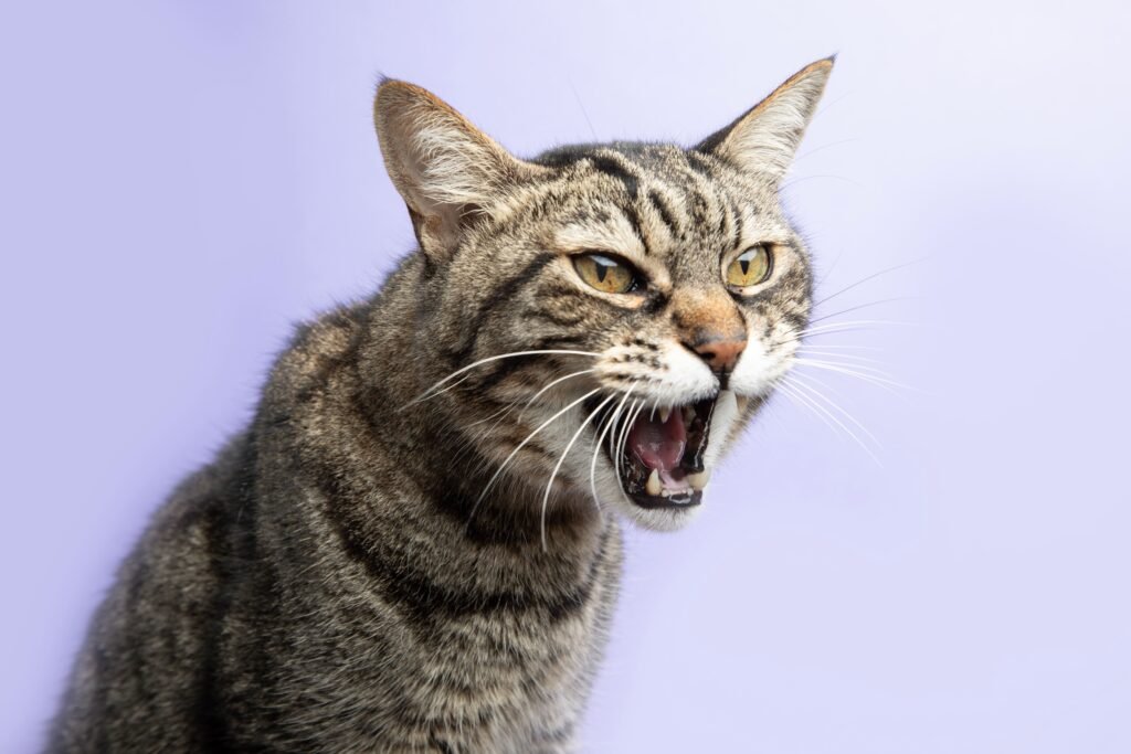 Gato bravo