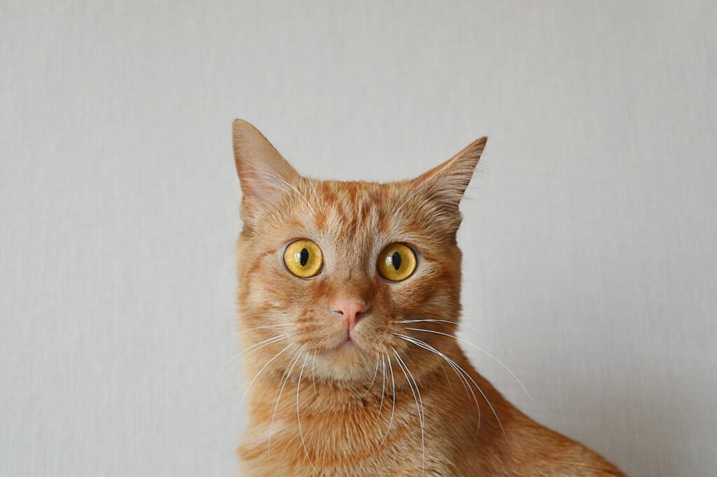 Gato com olhos arregalados e orelhas erguidas