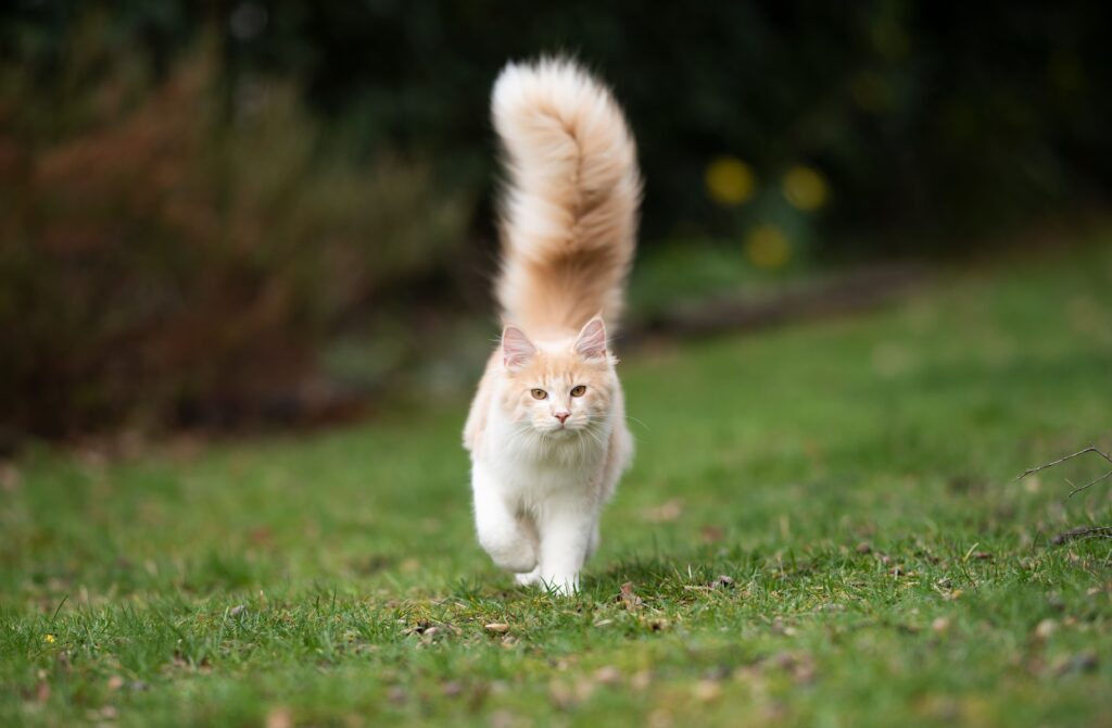 Gato com rabo para o alto