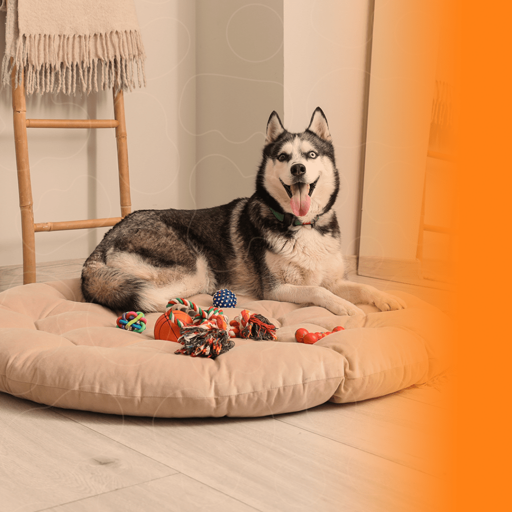 Cão deitado e cercado de brinquedos