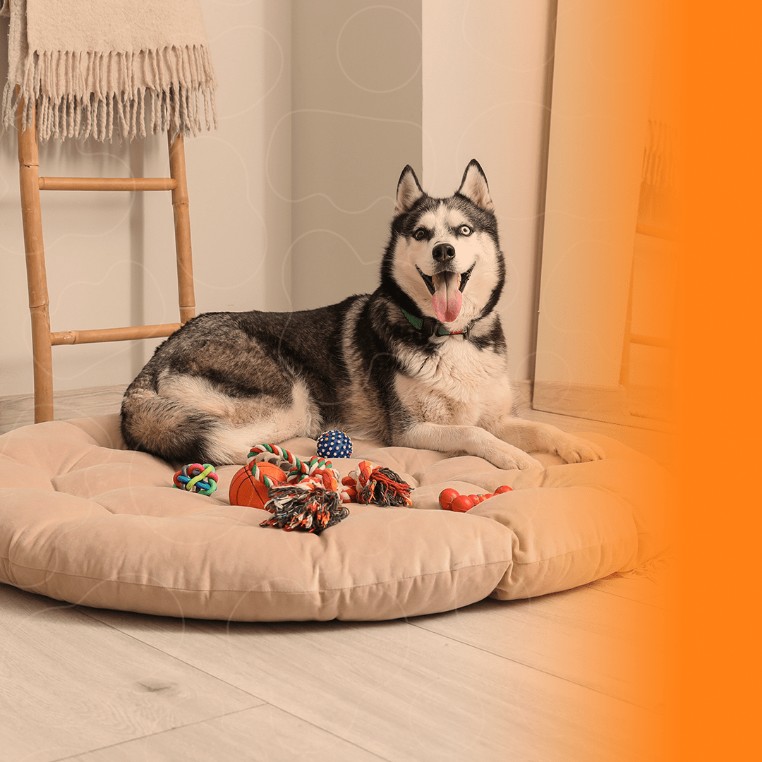 Cão deitado e cercado de brinquedos