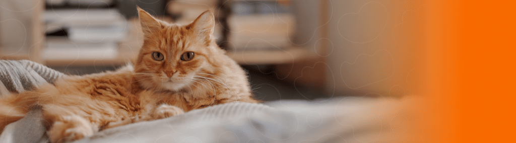 Gato laranja