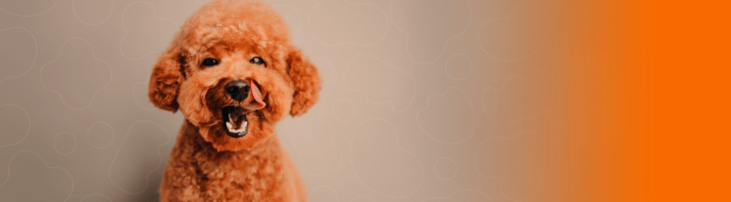 Poodle com a cor caramelo