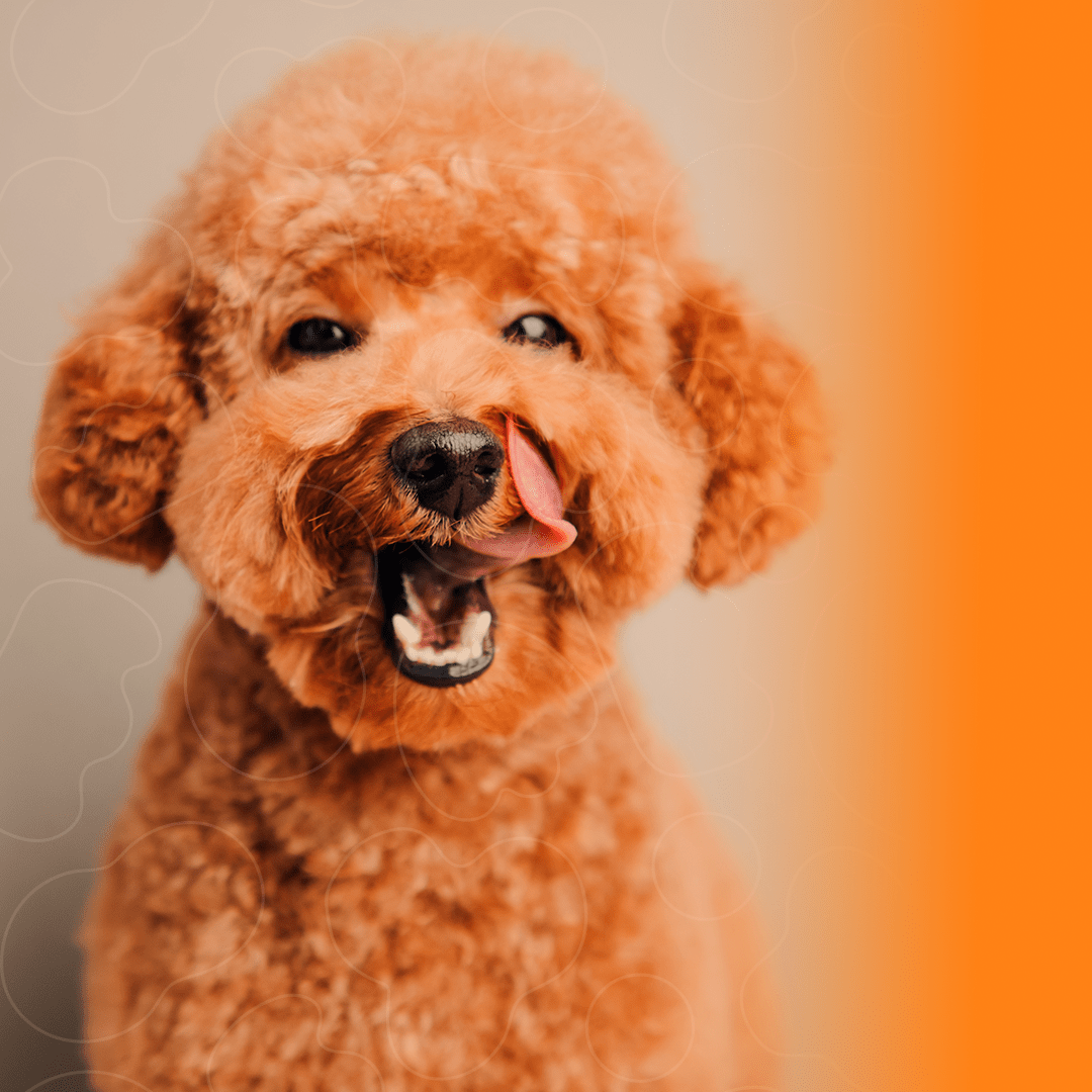 Poodle com a cor caramelo