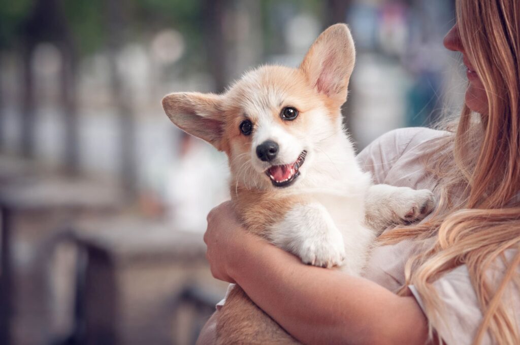 Mulher segurando Corgi Pembroke