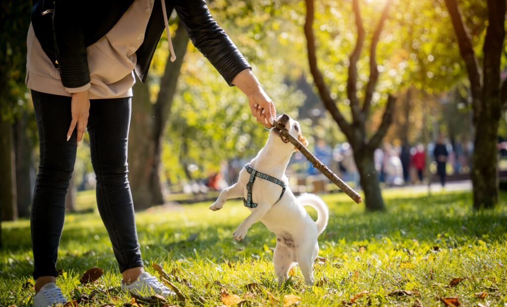 Mulher em parque brincando com seu cão e um graveto