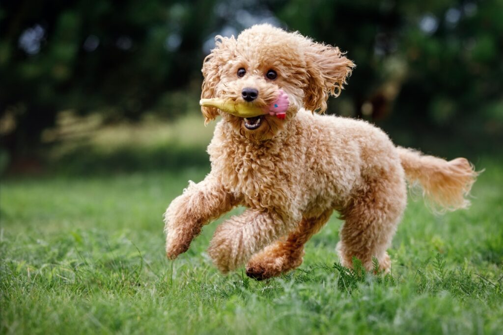 Poodle correndo com brinquedo na boca