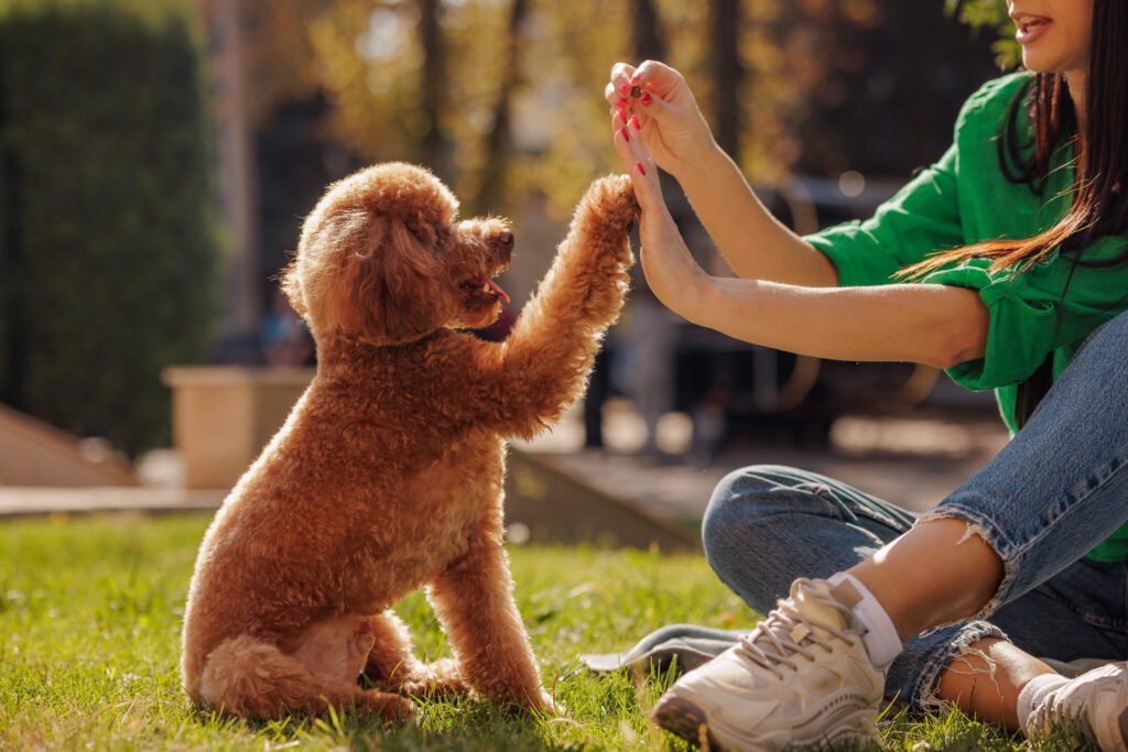 Poodle brincando com tutora no campo