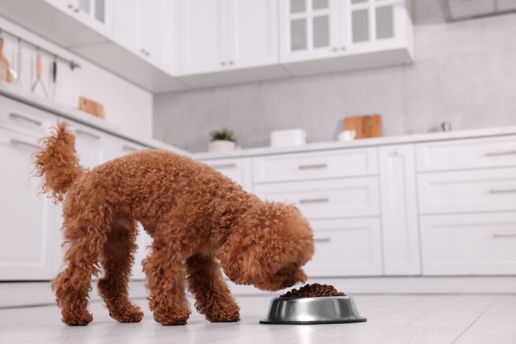 Poodle comendo ração