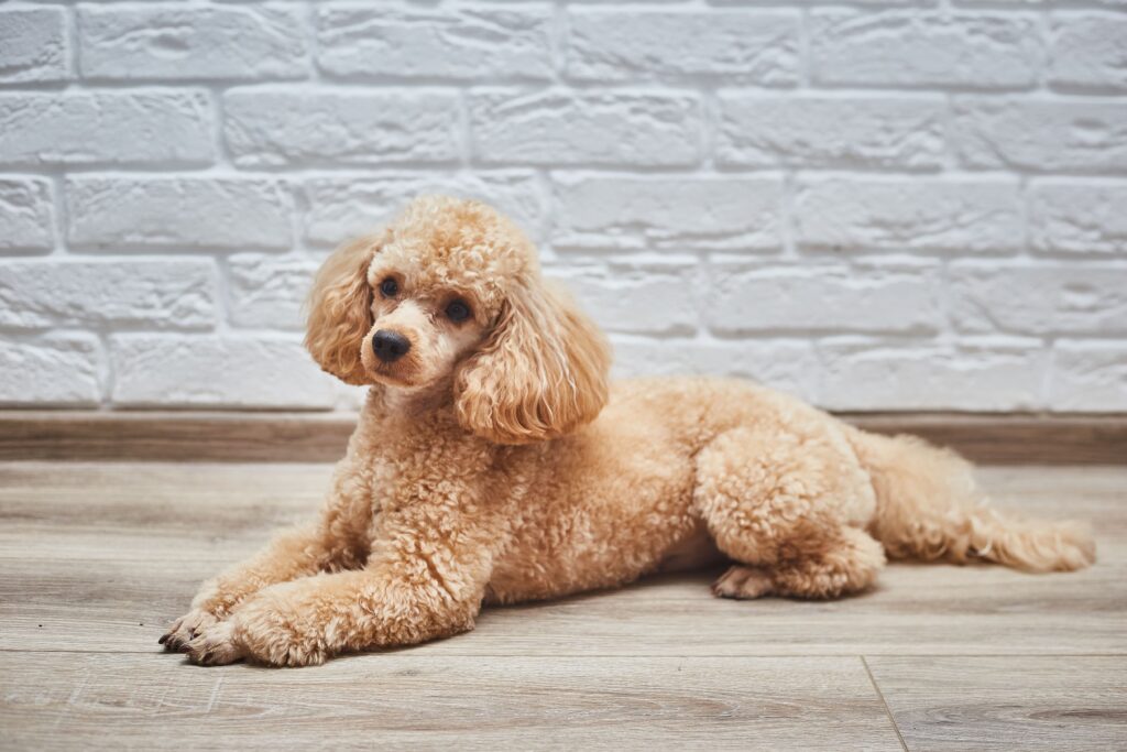 Poodle médio deitado