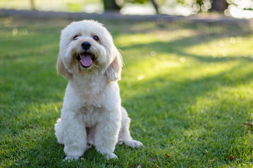 Poodle sentado no gramado e sorrindo