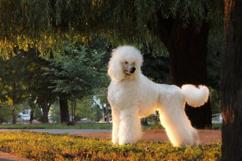 Poodle standard branco no campo