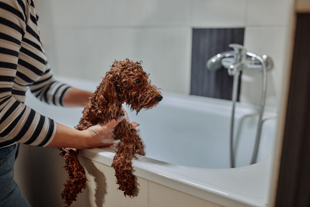 Poodle tomando banho