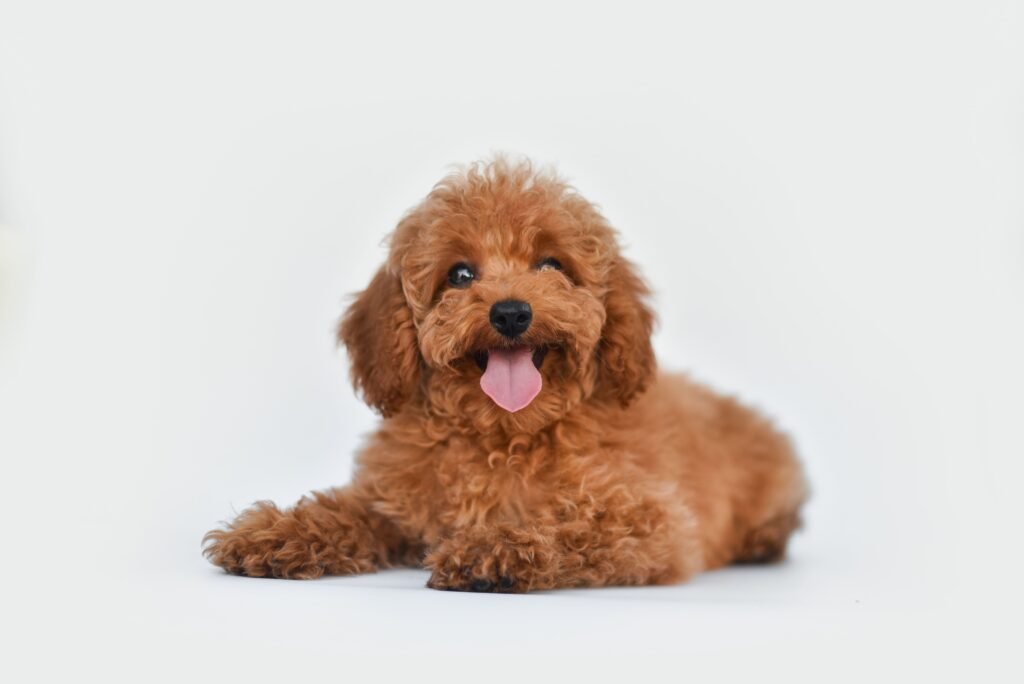 Poodle Toy deitado