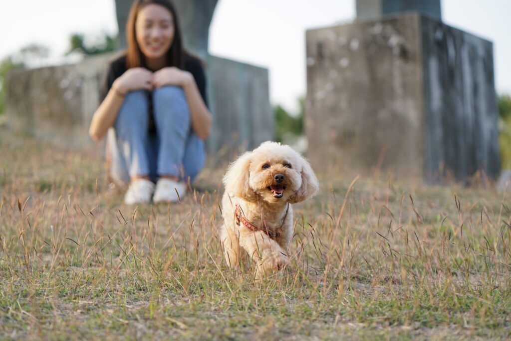 Poodle correndo no campo enquanto tutora o olha