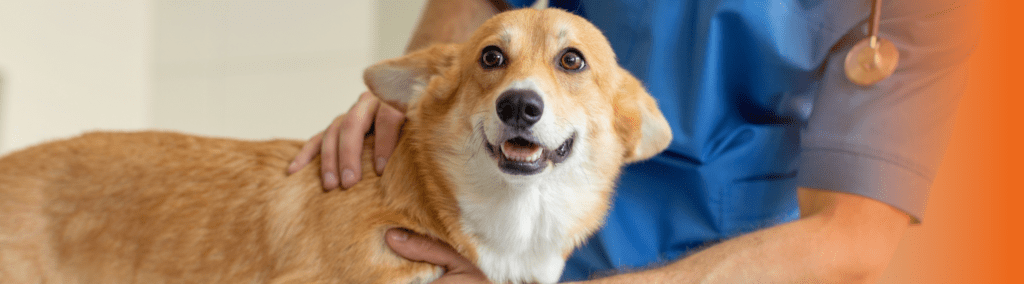 cachorro todo ano