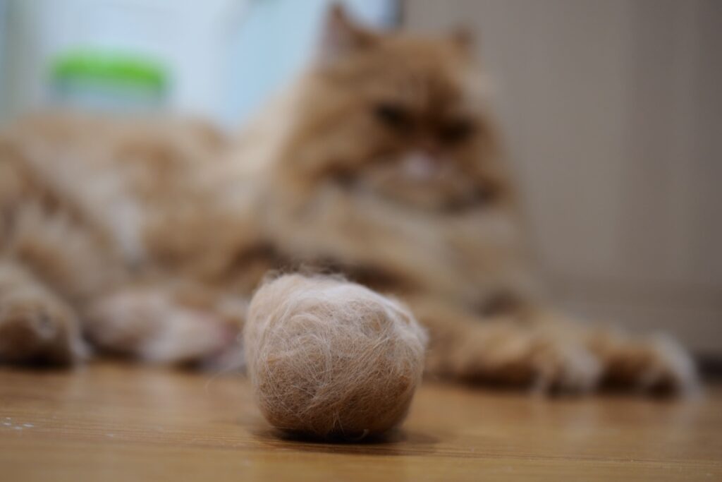 Bola de pelo e gato