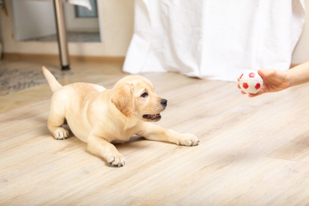 Filhote de Labrador brincando com tutor de bola
