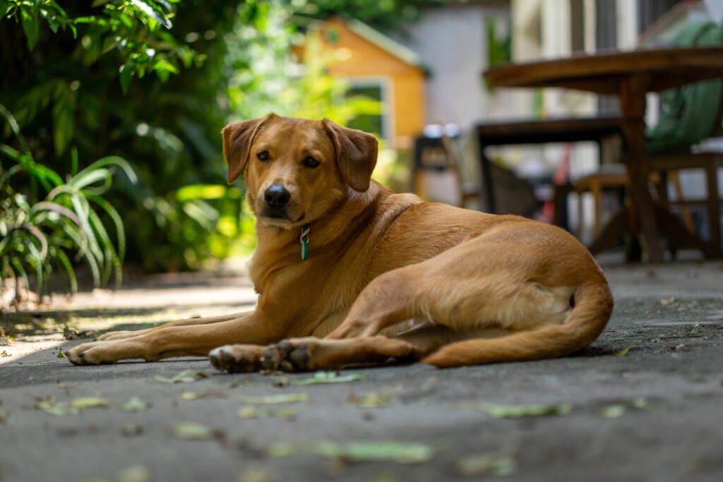 Cachorro caramelo deitado
