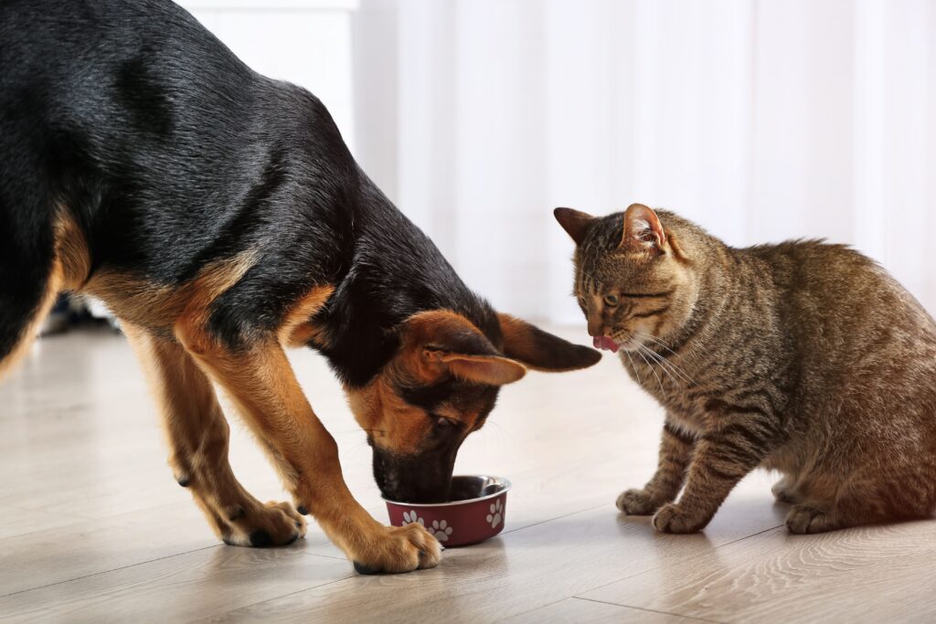 Cão e gato comendo ração