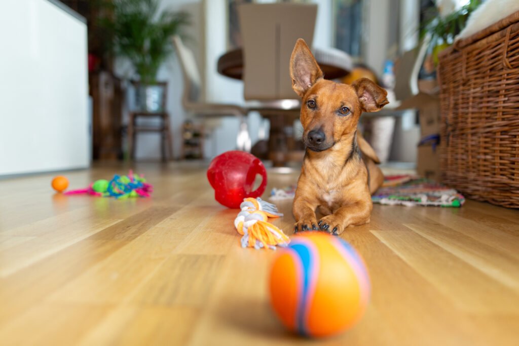 Cão e brinquedos espalhados pela casa