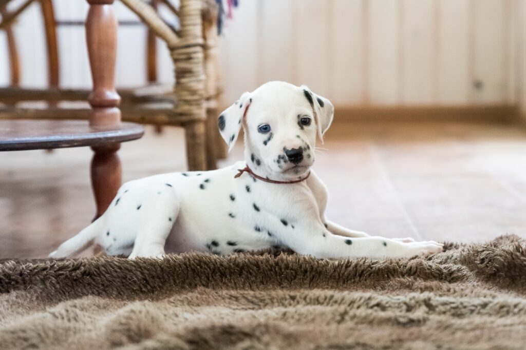 Filhote de dalmata deitado no tapeta de sala