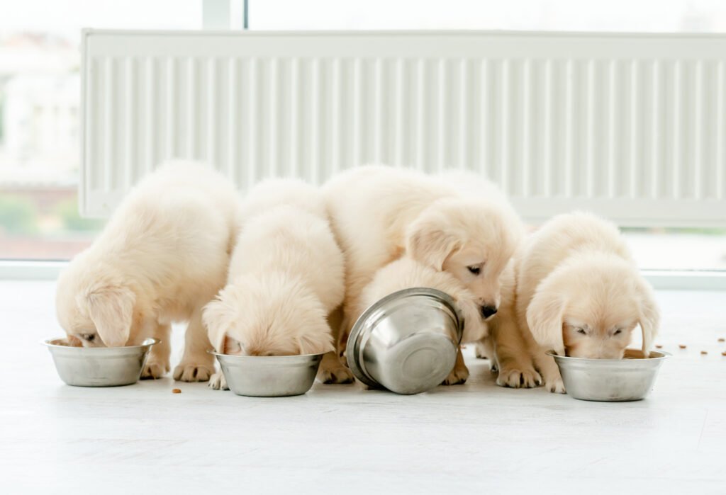 Filhotes comendo em bowls de alumínio