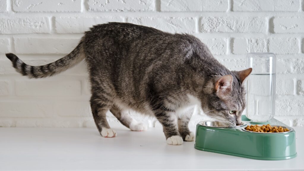 Gato sênior cinza comendo ração