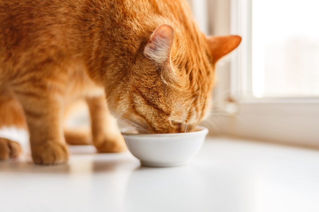 Gato comendo em pote de porcelana
